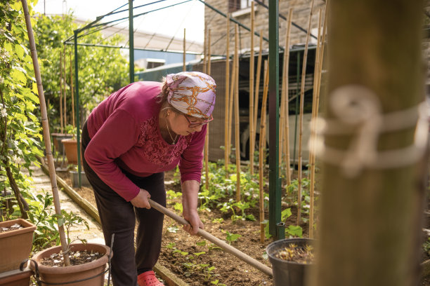 一位意志坚定的老年妇女，每天早早起床，耕种和照料自家菜园的农产品图片下载
