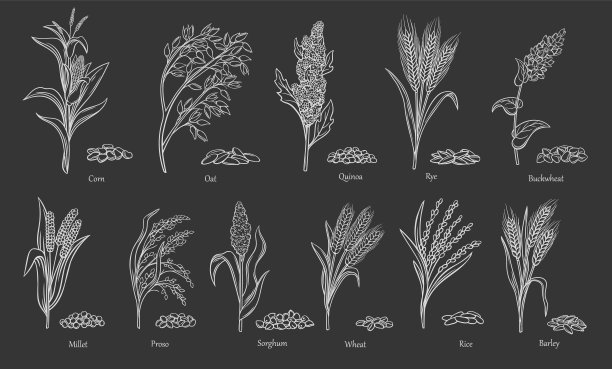 草谷类作物轮廓图标集图片下载