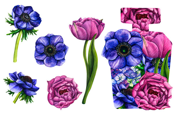 水彩花香水瓶与紫罗兰郁金香和蓝色海葵。手绘插图花芳香喷雾隔离在白色背景的贺卡，婚礼邀请和生日图片下载