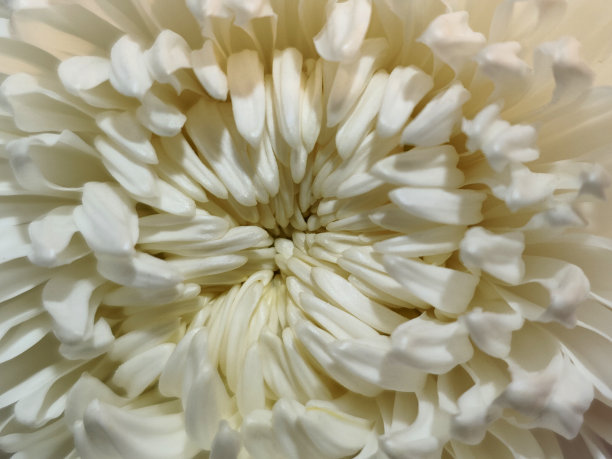 鲜花特写图片下载