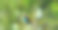 欧洲食蜂蜂(Merops Apiaster)图片下载