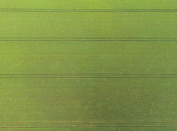 照顾庄稼。一大片农田的鸟瞰图。从鸟瞰绿色的麦田，甚至是为拖拉机准备的车道。农田上的抽象图案。直线。背景图片下载