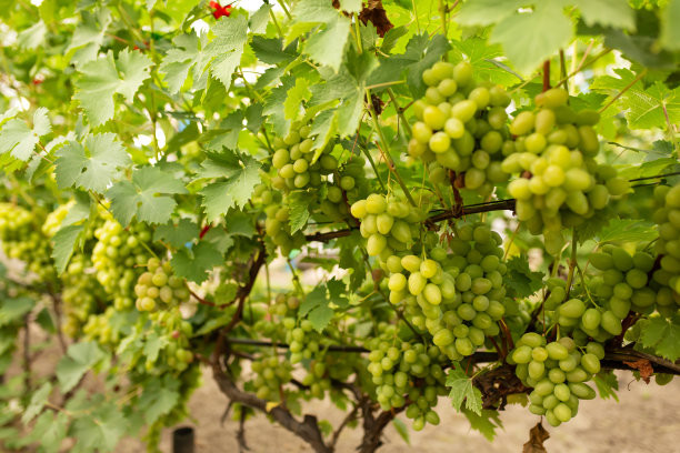 灌木上的绿葡萄。葡萄园的农场。酒厂。绿色的树叶。葡萄树。夏天图片下载