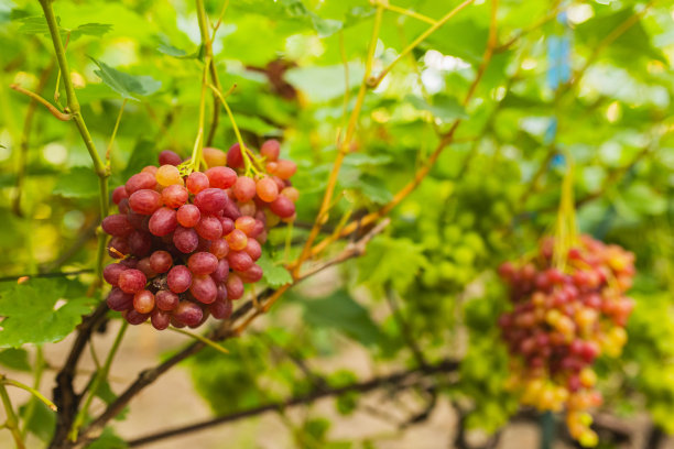 灌木上的红葡萄。葡萄园的农场。酒厂。绿色的树叶。葡萄树。秋天图片下载