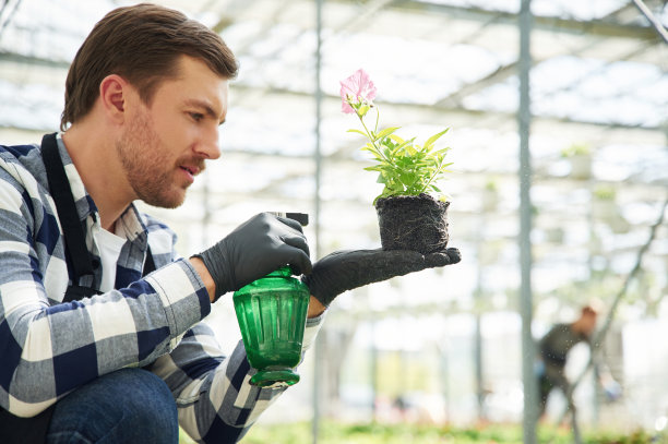 植物从花盆里出来了，给它浇水。花匠在园艺中心工作。成功的员工就像在明亮的温室里图片下载