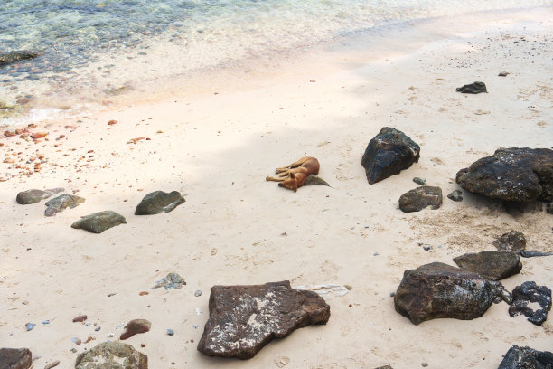 在海滩上睡觉的家狗图片下载