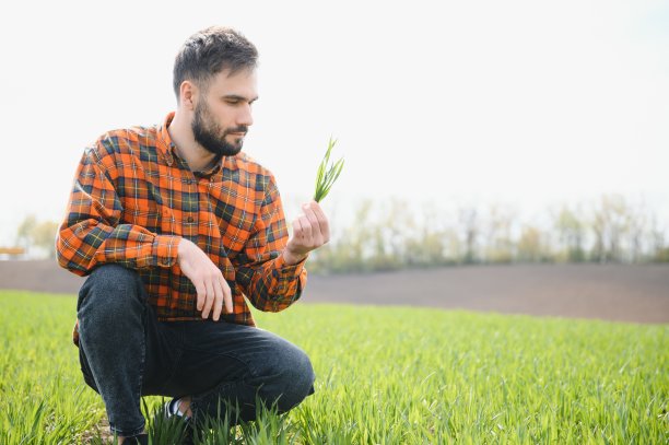 男农艺师在一片绿色的麦田里图片下载