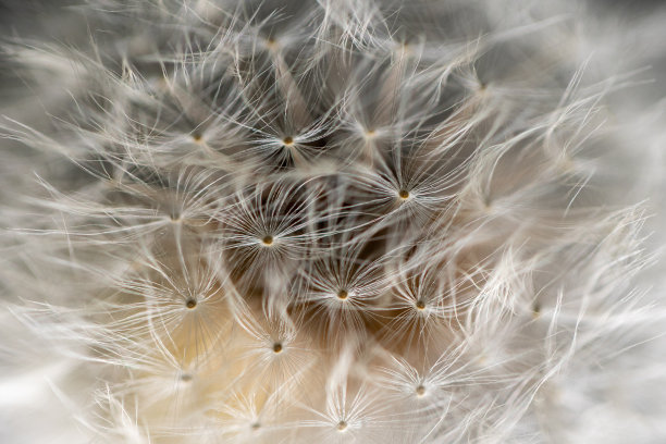 蒲公英绒毛特写图片下载