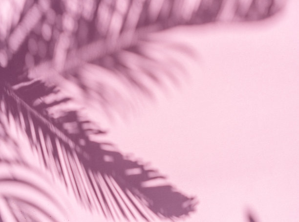 迷离的阴影热带棕榈叶在粉红色的墙壁背景。夏天的概念。图片下载
