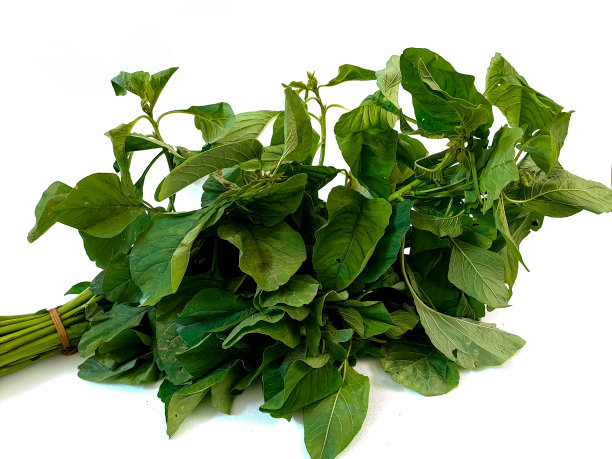 新鲜菠菜图片下载