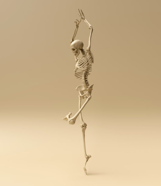 骨架构成图片下载