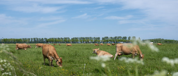 荷兰蓝天下草地上的泽西奶牛和春花图片下载
