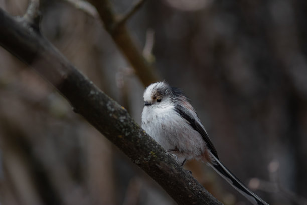 长尾山雀在树枝上的肖像，深色背景图片下载