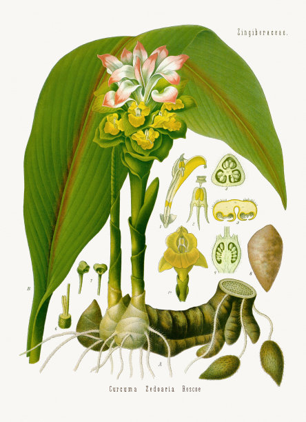 白姜黄(Curcuma Zedoaria)图片下载