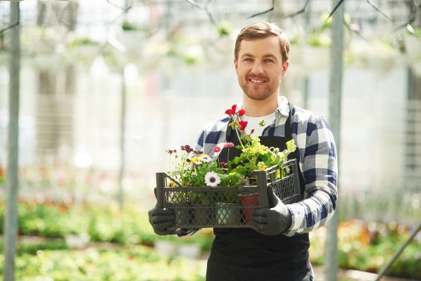 收集订单。在塑料盒里。花匠在园艺中心工作。成功的员工就像在明亮的温室里图片下载