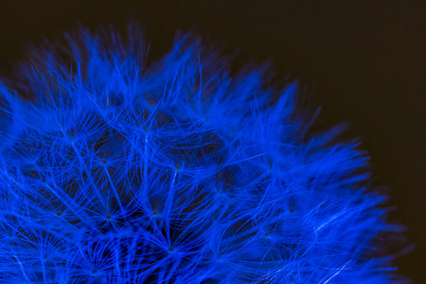 蓝色蒲公英微距照片图片下载