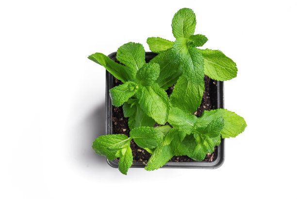 盆栽薄荷图片下载