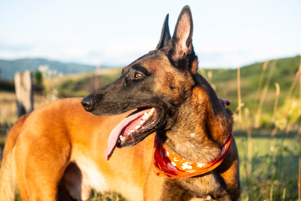 野外的比利时牧羊犬图片下载