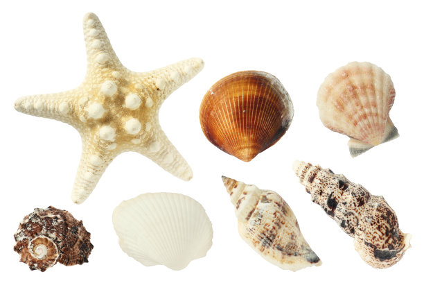 一套七张贝壳的剪纸照片。图片下载