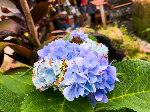 绣球花macrophylla。印度尼西亚巴厘岛的家庭象征图片下载