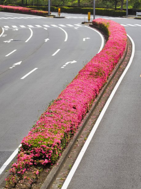 粉红色的杜鹃花盛开在中央保护区或中央分隔在多摩市，东京，日本图片下载