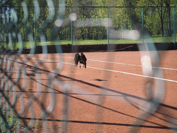 一只乌鸦图片下载