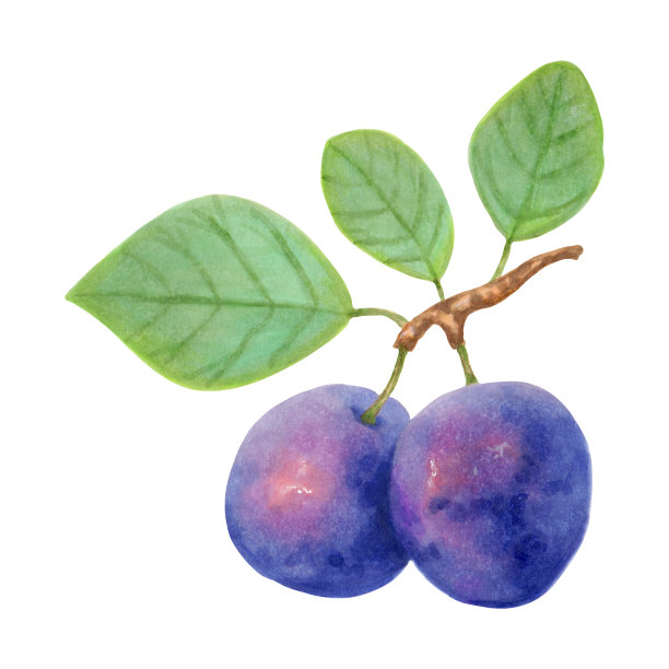 李子的水果。逼真的树枝，紫色的果实和绿色的叶子。美味的植物插图。手绘插图。图片下载