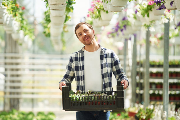 阳光明媚的天气。用一盒植物。花匠在园艺中心工作。成功的员工就像在明亮的温室里图片下载