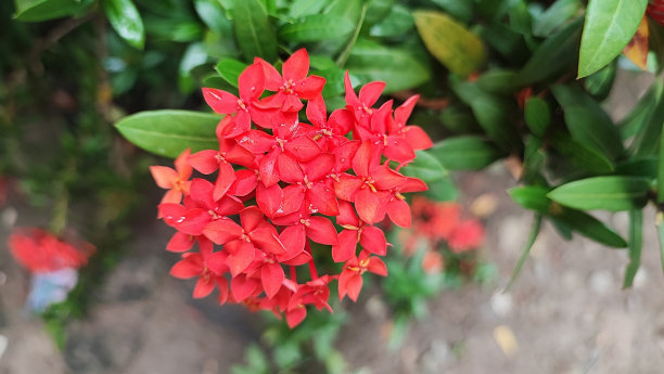 阿育王树图片下载