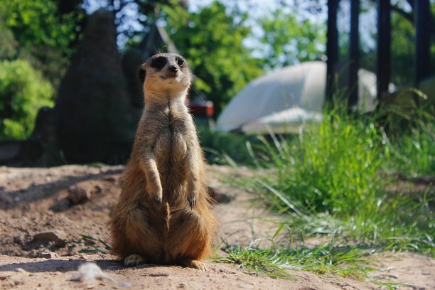坐在动物园里图片下载