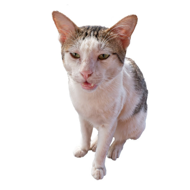一只白灰色的短毛猫张着嘴坐着。孤立。图片下载