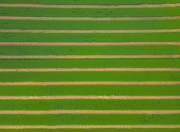 照顾庄稼。一大片农田的鸟瞰图。从鸟瞰绿色的麦田，甚至是为拖拉机准备的车道。农田上的抽象图案。直线。背景图片下载