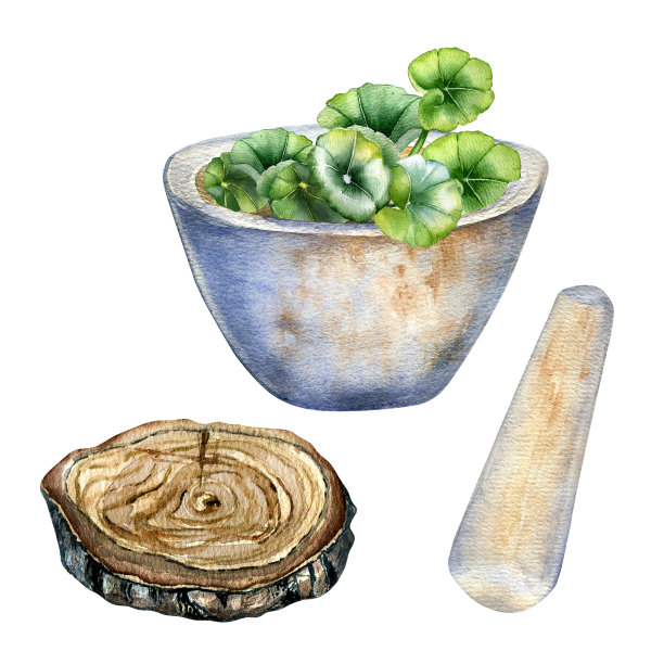 石臼杵，木立水彩插图孤立于白色之上。积雪草，gotu kola，一堆草本植物手绘。设计元素的标签，包装，草药收集图片下载