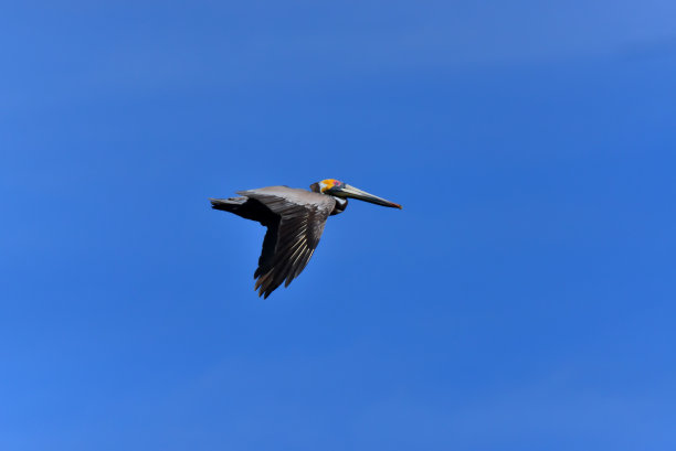 繁殖飞行中的褐鹈鹕图片下载