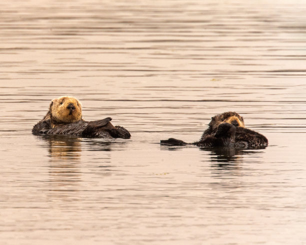 海獭图片下载
