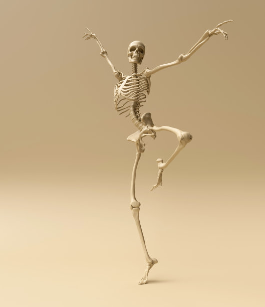 骨架构成图片下载