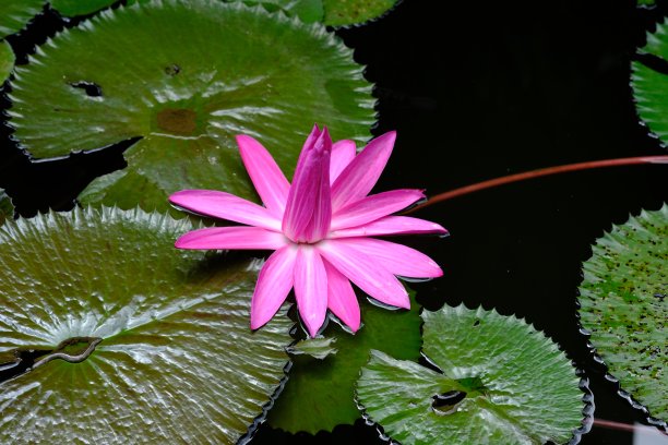 荷花科是开花植物族的一员。粉红色的睡莲。Lily air merah muda。Teratai merah muda。生活在泥泞的池塘里。图片下载