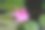 荷花科是开花植物族的一员。粉红色的睡莲。Lily air merah muda。Teratai merah muda。生活在泥泞的池塘里。图片下载