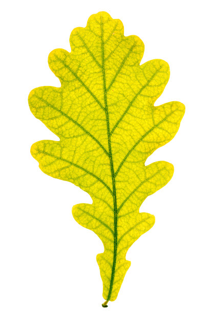秋天的微距照片黄绿色橡树叶与自然纹理隔离在白色的背景。秋叶特写带叶脉，秋叶，自然之美。细节和高色度图片下载