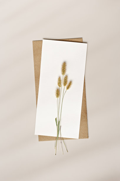 极简的植物平面铺设，白色的纸卡与干燥的野草，自然秋天的装饰，米色背景上的静物照片，极简风格的趋势海报，组成自然的耳朵草图片下载