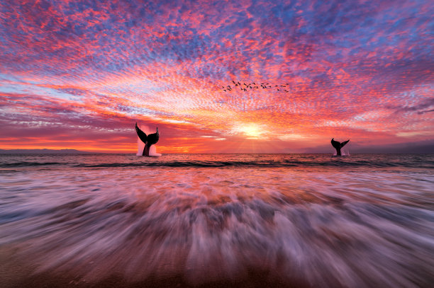 日落海洋鲸鱼超现实幻想自然风景图片下载