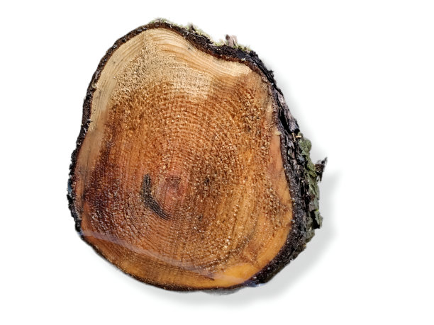 在白色背景上被苔藓覆盖的树桩的横截面图片下载