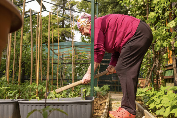 这个花园很小，但长满了开花的蔬菜和水果图片下载