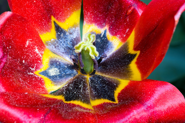 极端特写的郁金香花在强烈的红色，就在它褪色之前图片下载