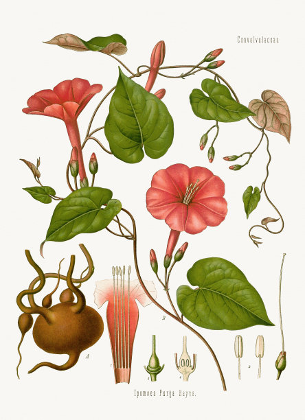 贾拉普(伊波米亚清洗)图片下载