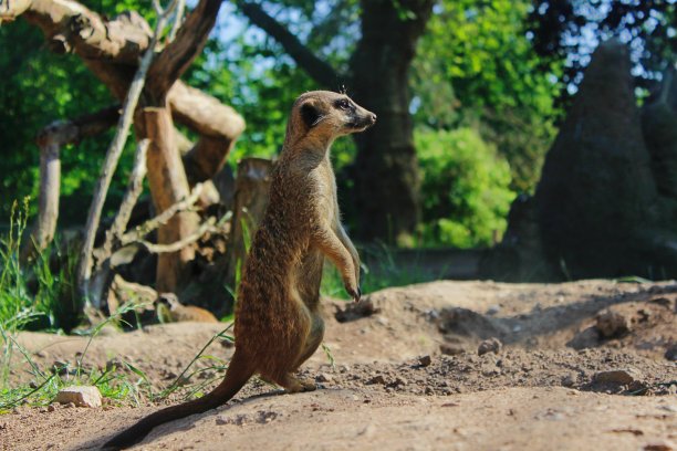 在动物园里直立行走图片下载