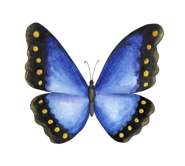 白色背景上的蓝色大闪蝶。图片下载