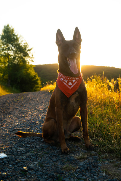 野外的比利时牧羊犬图片下载