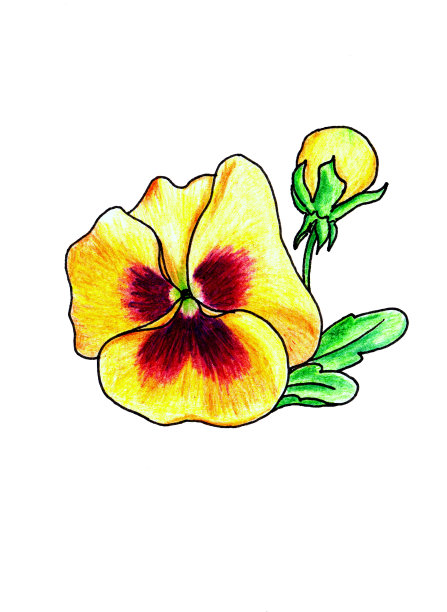 黄色三色紫罗兰图片下载