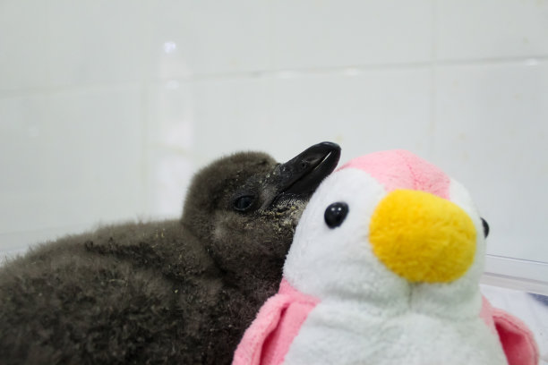 可爱的蠢企鹅图片下载